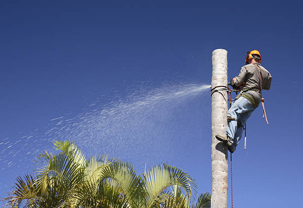 How Our Tree Care Process Works  in  King, WI