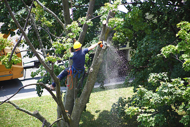 Landscape Design and Installation in King, WI