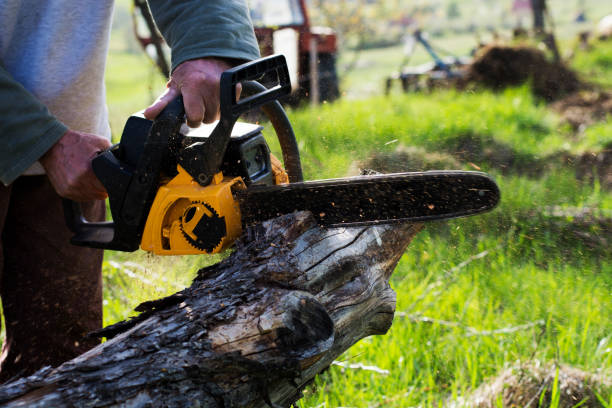 Best Tree Removal  in King, WI
